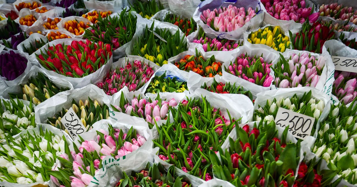 Желтые тюльпаны со скидкой: какие цветы и по какой цене продают перед Международным женским днем
