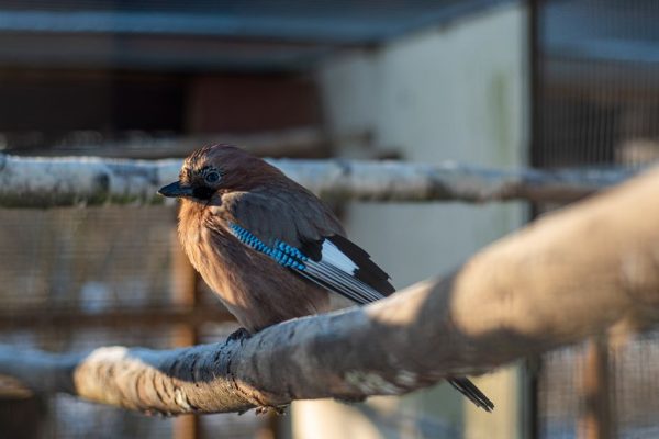 «Шереметьево» для пернатых: полярные птицы массово высадились на дорогу в Луховицах