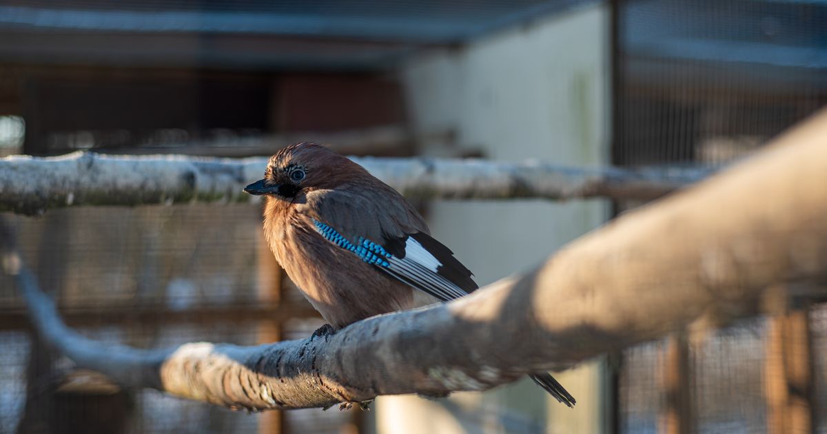 «Шереметьево» для пернатых: полярные птицы массово высадились на дорогу в Луховицах