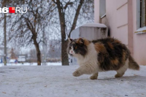 Привет, весна? Смотрим, какая погода ждет жителей ХМАО в марте