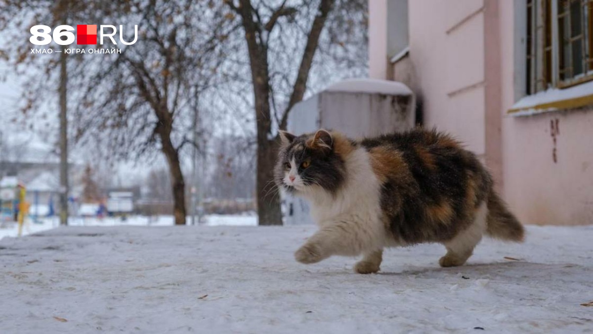 Привет, весна? Смотрим, какая погода ждет жителей ХМАО в марте