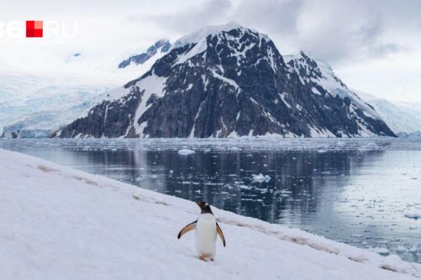«Птичек грабят и убивают»: фотограф показал жизнь в колонии антарктических пингвинов — невероятные кадры