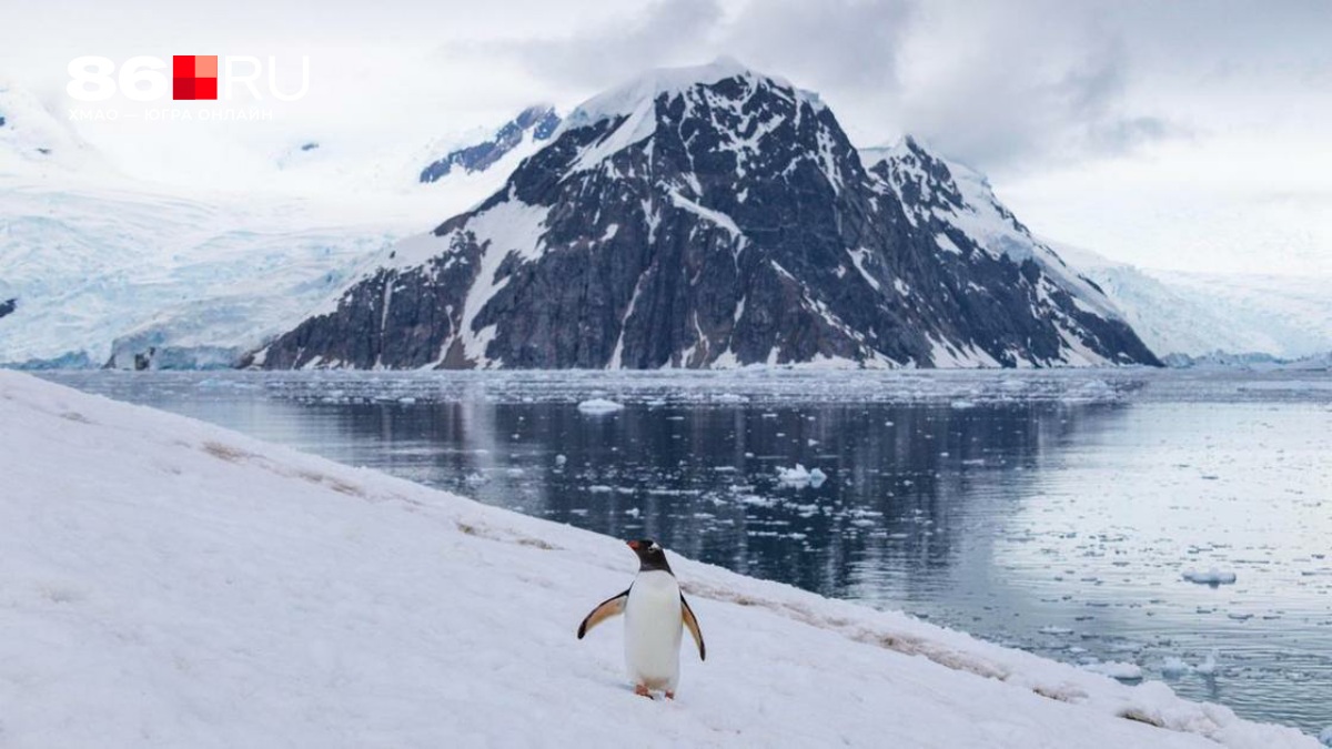 «Птичек грабят и убивают»: фотограф показал жизнь в колонии антарктических пингвинов — невероятные кадры