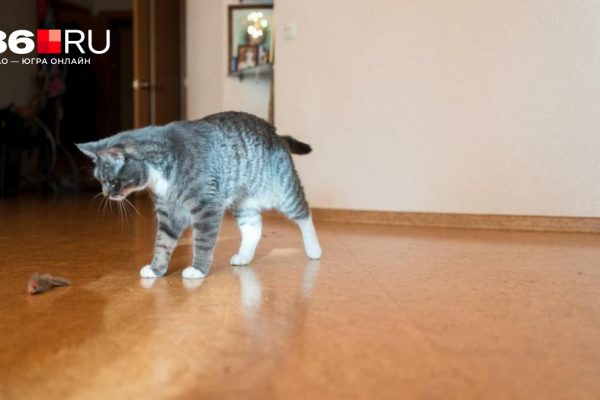 За неприятный запах из квартиры грозит крупный штраф — что нужно знать, чтобы не попасть на деньги