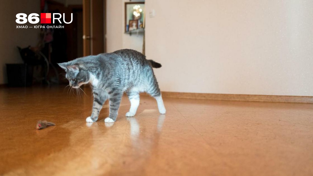 За неприятный запах из квартиры грозит крупный штраф — что нужно знать, чтобы не попасть на деньги