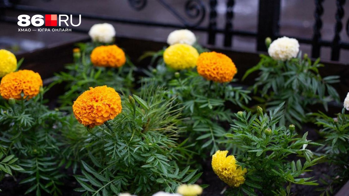 Петуния, бархатцы, астры. Как правильно посеять всеми любимые цветы — советы агронома