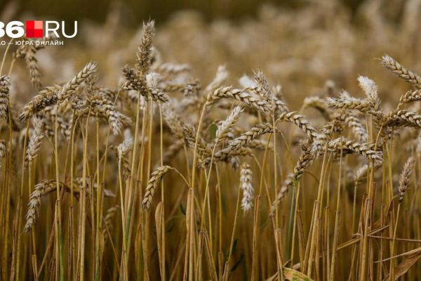 Иран останется без российского зерна, а наши аграрии — без денег? Кто больше всего пострадает из-за войны на Ближнем Востоке