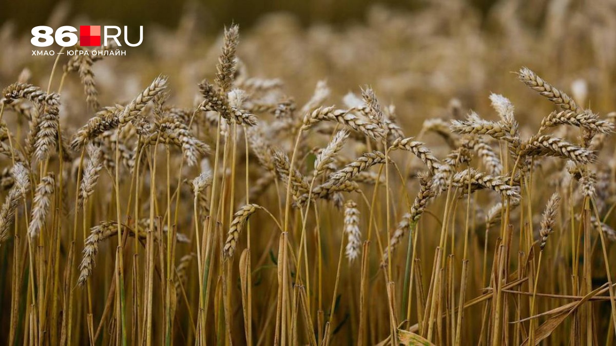 Иран останется без российского зерна, а наши аграрии — без денег? Кто больше всего пострадает из-за войны на Ближнем Востоке