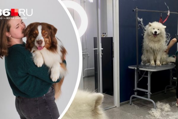 «Понимаем, что кошка — заложник ситуации». Грумер рассказала о главных ошибках хозяев в уходе за животными