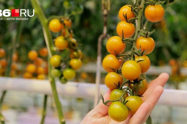 Учитывайте вегетационный период. Когда и как правильно сеять томаты на рассаду — советы агронома