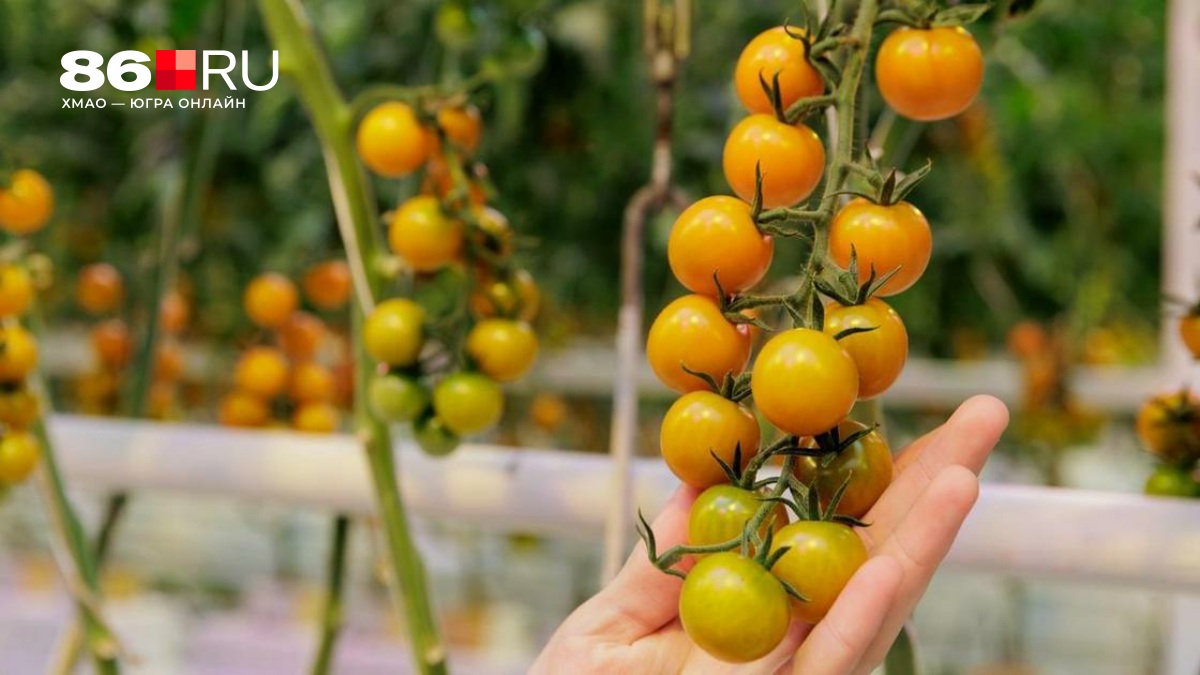 Учитывайте вегетационный период. Когда и как правильно сеять томаты на рассаду — советы агронома