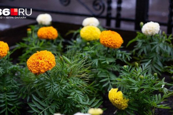 Зацветут у любого: когда сажать бархатцы на рассаду и какие сорта лучше выбрать