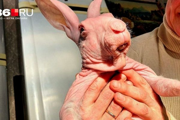 Самое милое чудовище на свете: как появился на свет и живет уникальный лысый кролик Добби