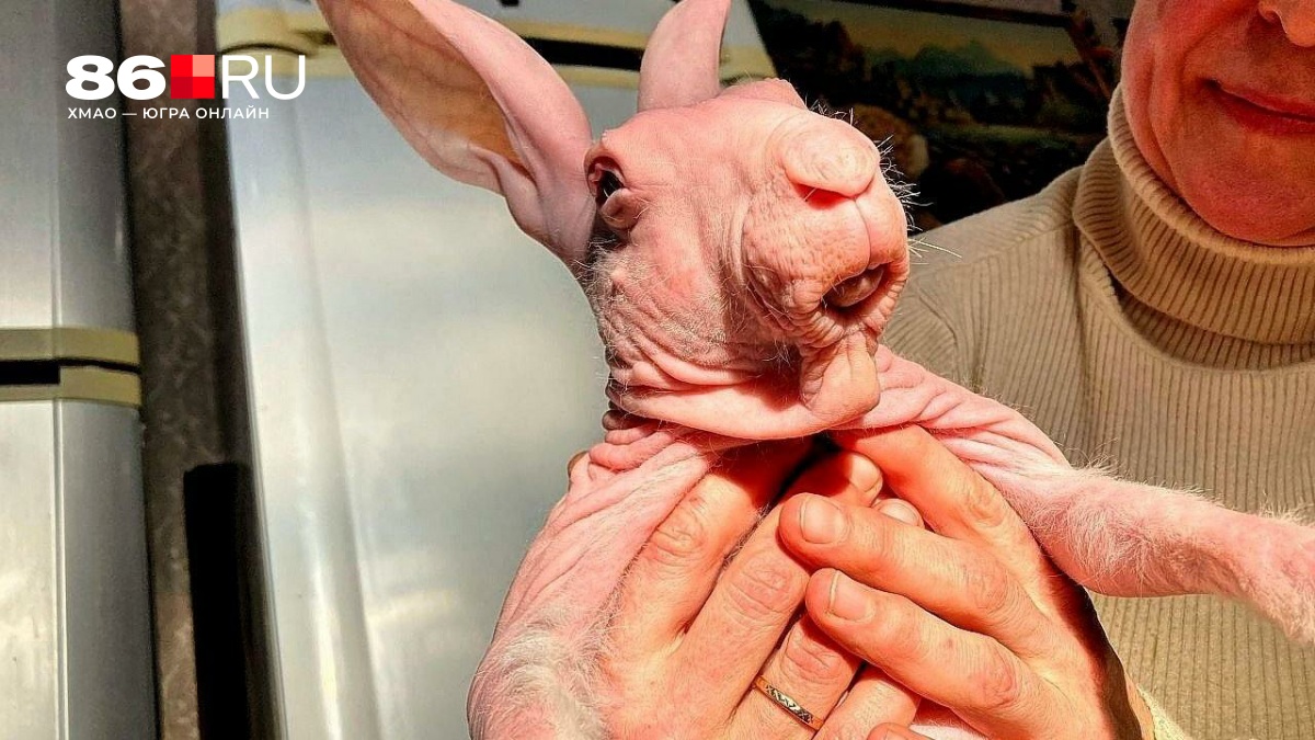 Самое милое чудовище на свете: как появился на свет и живет уникальный лысый кролик Добби