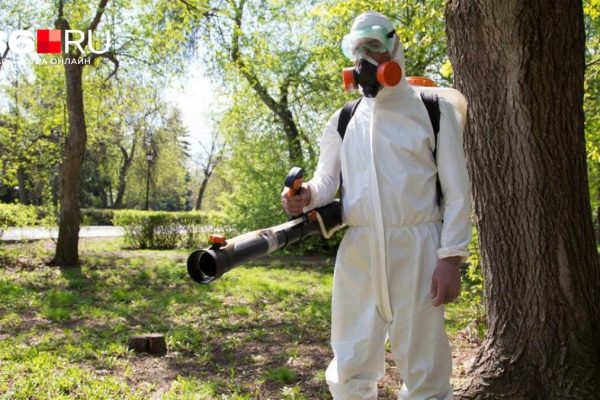 Заразиться энцефалитом можно не только от укуса клеща: четыре шага, которые нужно знать, чтобы спасти себе жизнь