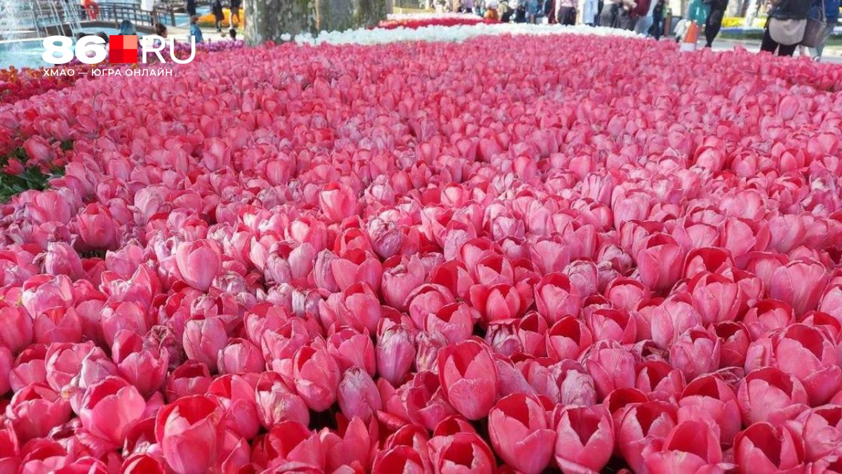 Сочи и Кавказ вместо Дубая? Куда уехать на майские праздники, чтобы не попасть под бомбежки