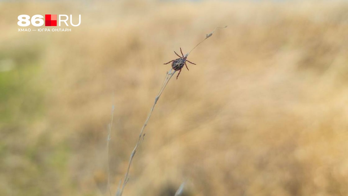 Людей атакуют «клещи-мутанты»: они очень быстро догоняют жертву, а укус приводит к смерти