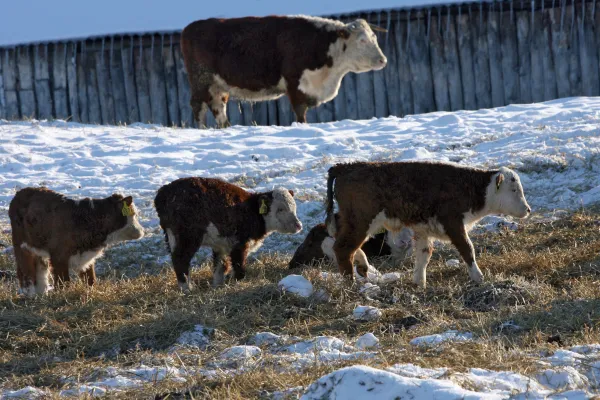 Завершается изъятие больного скота в Новосибирской области: хозяйствам, пострадавшим от пастереллеза, пообещали поставки животных