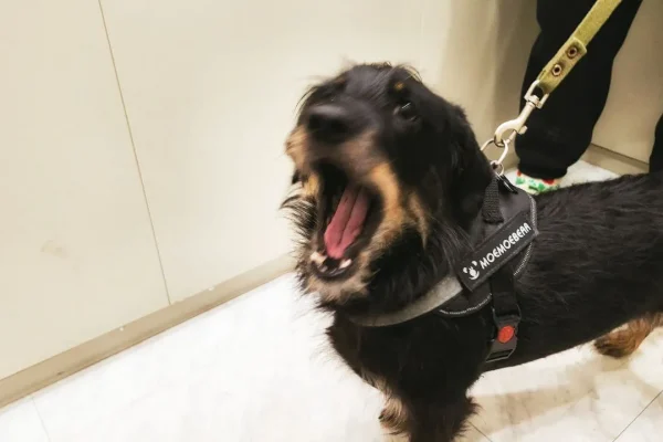 Ссора из-за собаки: росгвардейцы в Новокузнецке защитили мужчину от угроз сожительницы