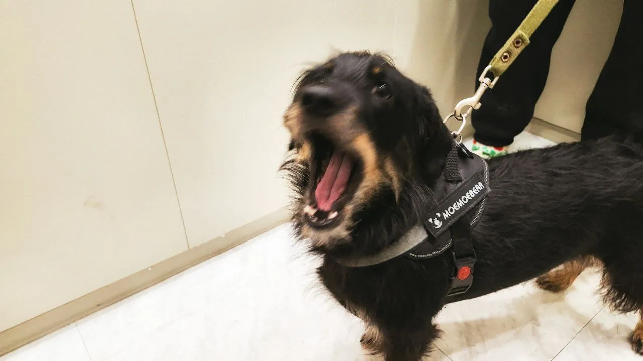 Ссора из-за собаки: росгвардейцы в Новокузнецке защитили мужчину от угроз сожительницы