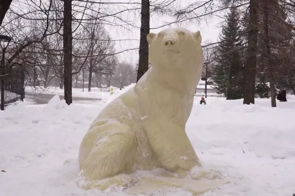 В Московском зоопарке открыли памятник белому медведю Диксону, спасенному в Красноярском крае