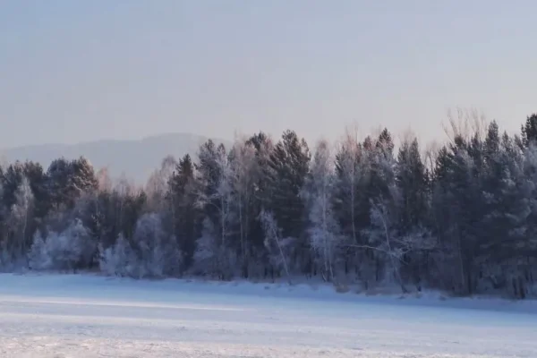 Рабочий насмерть придавил напарника деревом во время валки леса в Амурской области