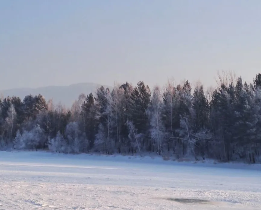 Рабочий насмерть придавил напарника деревом во время валки леса в Амурской области