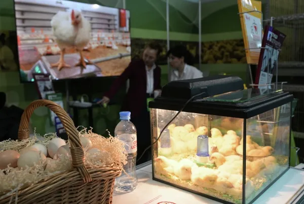 «Золотые» яйца в Красноярске: почему цена за полтора месяца так сильно взлетела?