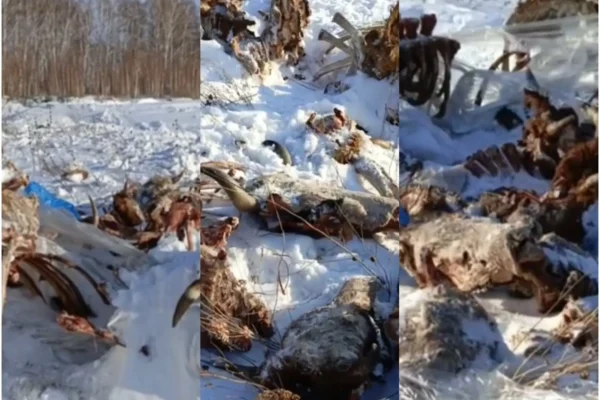 Что случилось с 50 коровами? Под Красноярском обнаружен скотомогильник