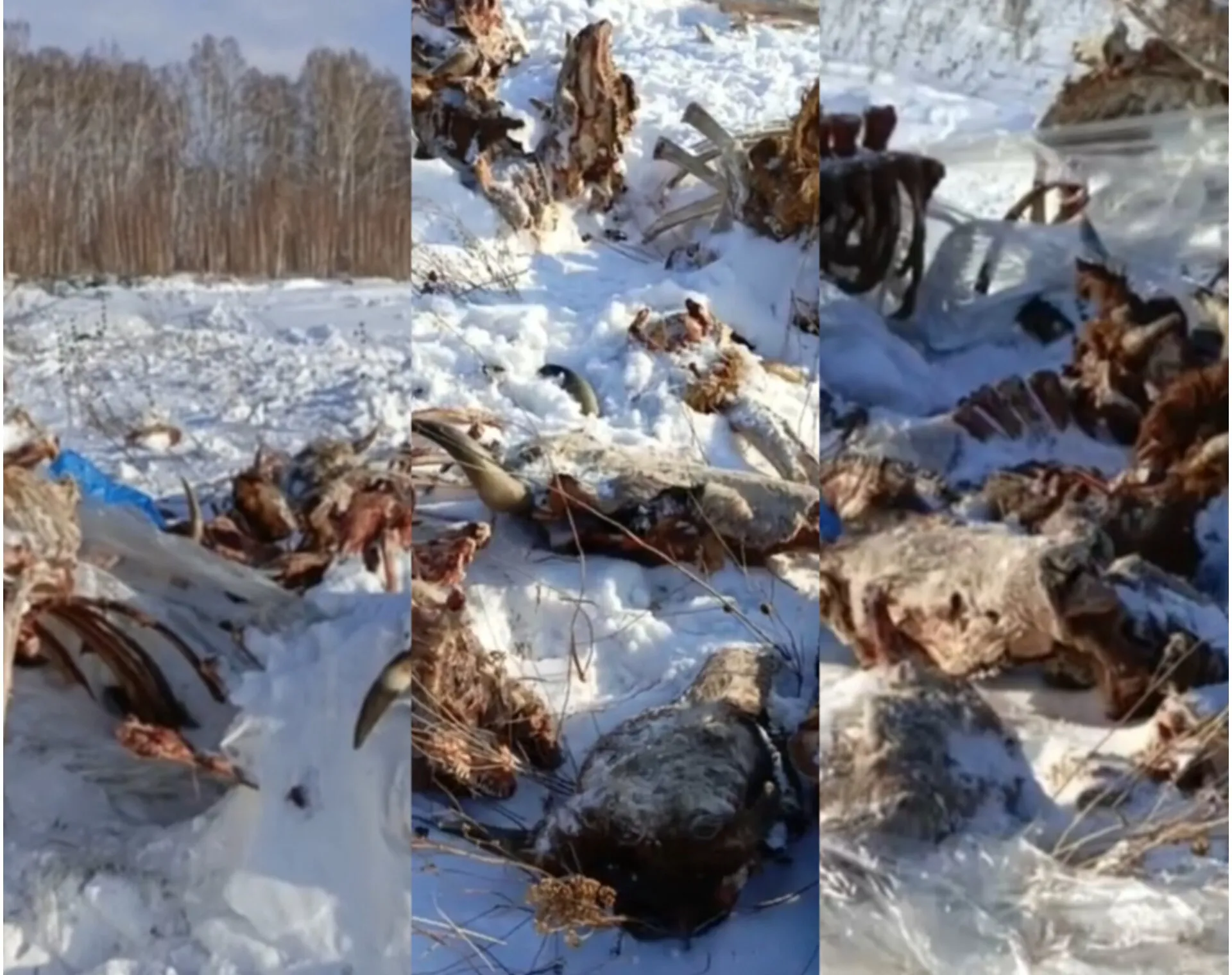 Что случилось с 50 коровами? Под Красноярском обнаружен скотомогильник