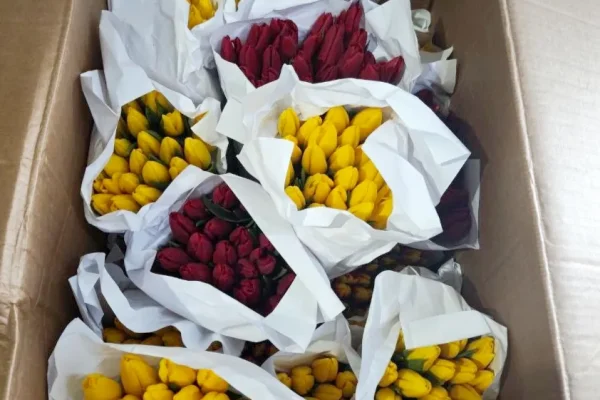 17 тонн тюльпанов и орхидей привезли в Красноярск из-за границы к 8 Марта