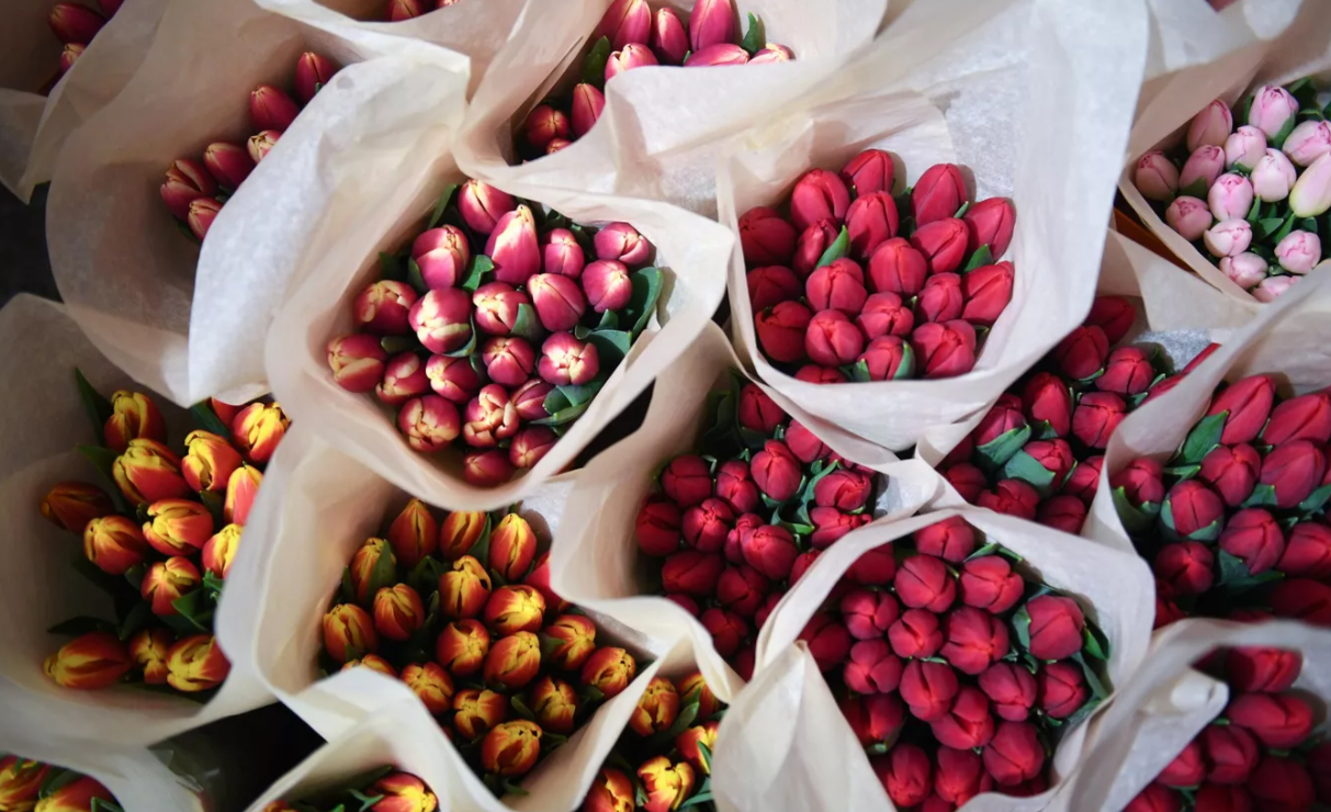 В Сибирь привезли 227 тонн цветов — больше всего роз и тюльпанов