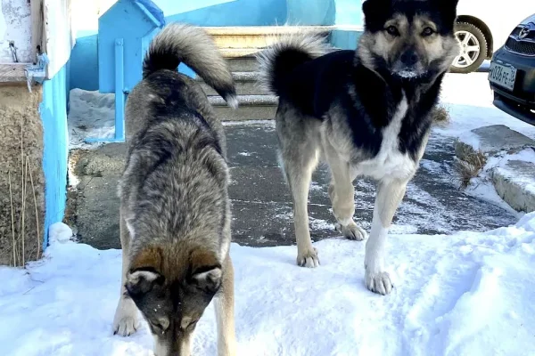 Предпринимательницу из Красноярского края будут судить за фиктивный отлов собак