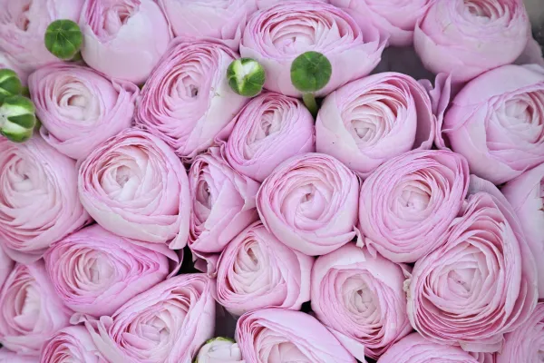 Красноярск вошел в десятку лидеров рейтинга миллионников по стоимости букета к 8 Марта