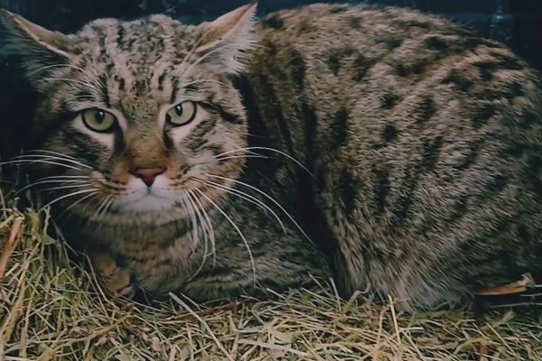 В Астраханской области выпустили на волю дикую степную кошку - PRO Астрахань