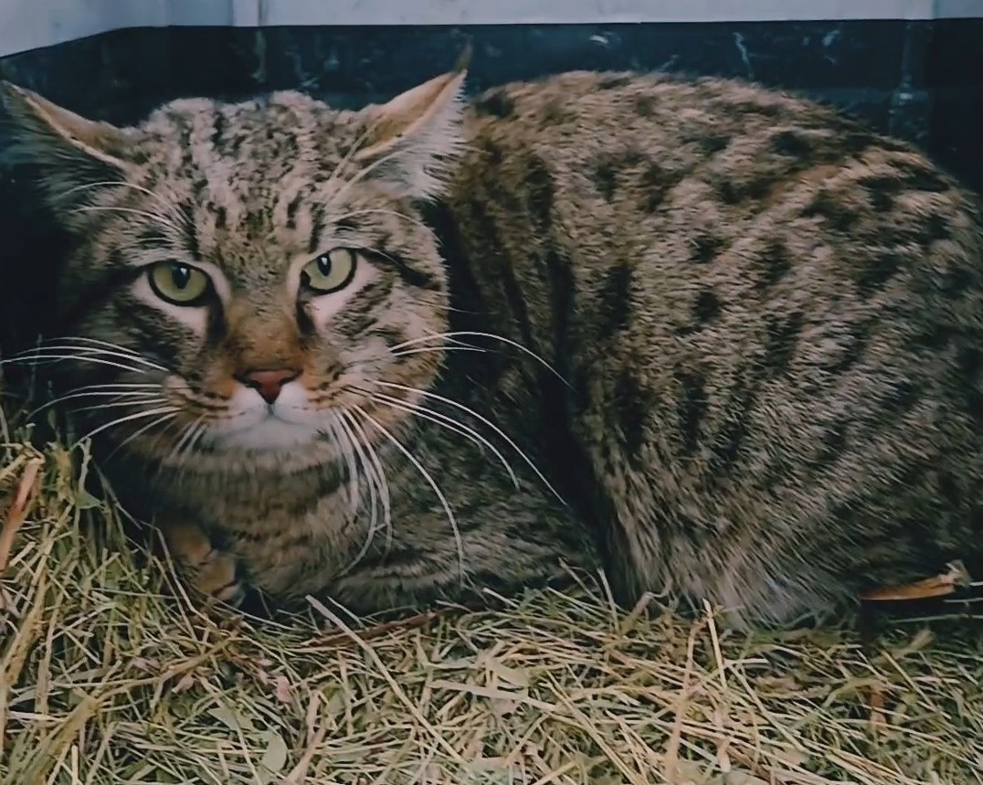 В Астраханской области выпустили на волю дикую степную кошку - PRO Астрахань