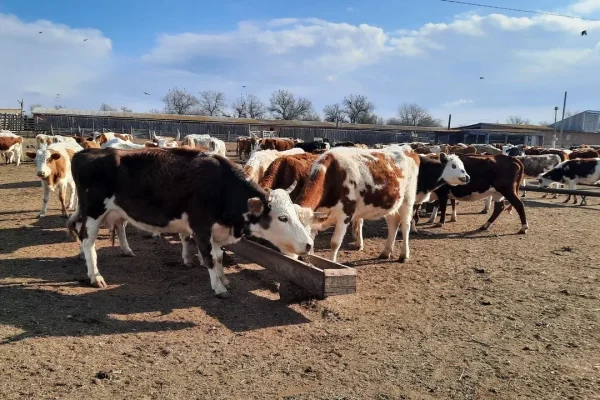 Астраханским аграриям дали 5 миллиардов рублей