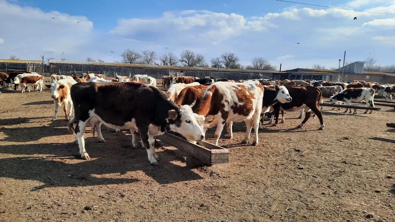 Астраханским аграриям дали 5 миллиардов рублей