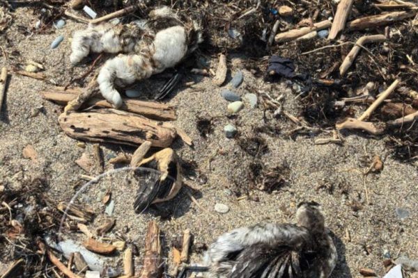 На пляжах в Сочи, Сириусе и Туапсе обнаружили мертвых птиц