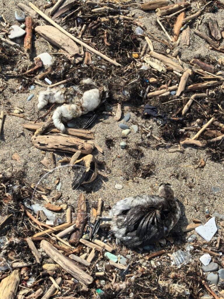 На пляжах в Сочи, Сириусе и Туапсе обнаружили мертвых птиц