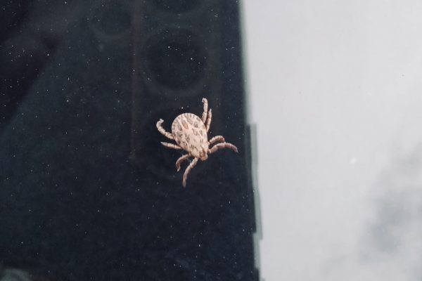 Осторожно, клещи: в Астраханской области они уже вышли на охоту - PRO Астрахань