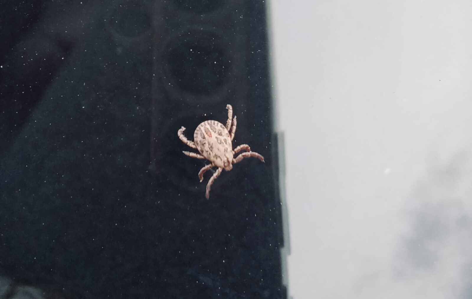 Осторожно, клещи: в Астраханской области они уже вышли на охоту - PRO Астрахань