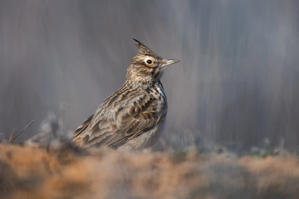 В Астраханскую область прилетели скворцы - PRO Астрахань
