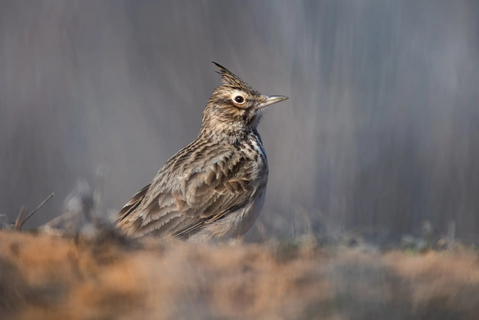 В Астраханскую область прилетели скворцы - PRO Астрахань