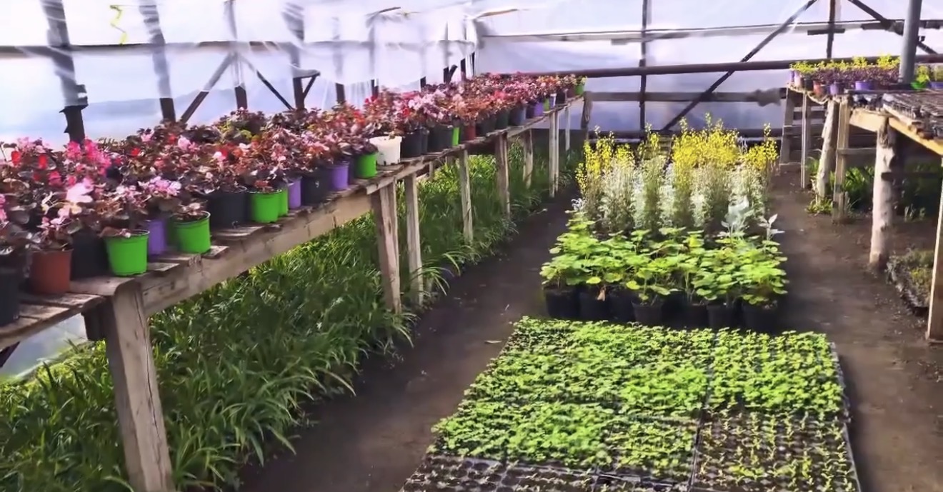 В Астрахани активно выращивают цветы для украшения парков и скверов города