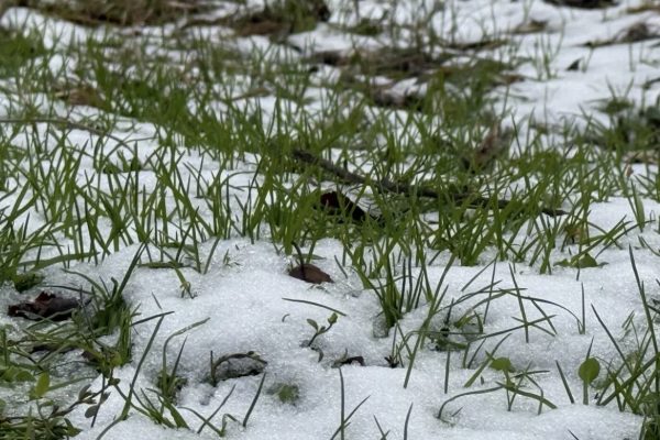 8 марта в Астраханской области возможен снег