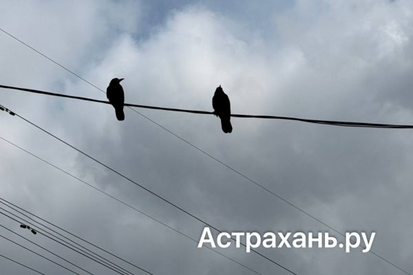 Агрессивные вороны в Астрахани нападают на людей