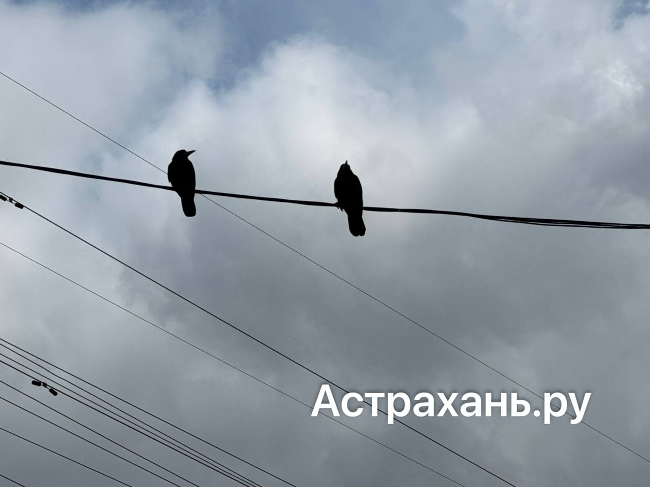 Агрессивные вороны в Астрахани нападают на людей