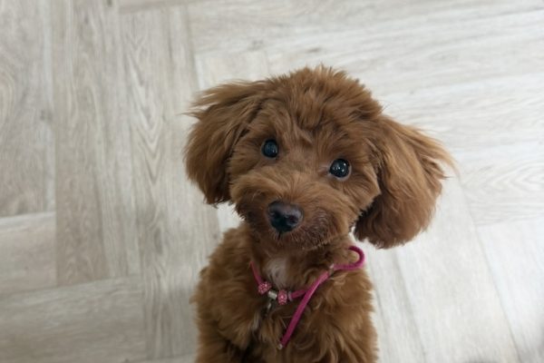 Астраханцам объяснили, почему важно прививать домашних животных