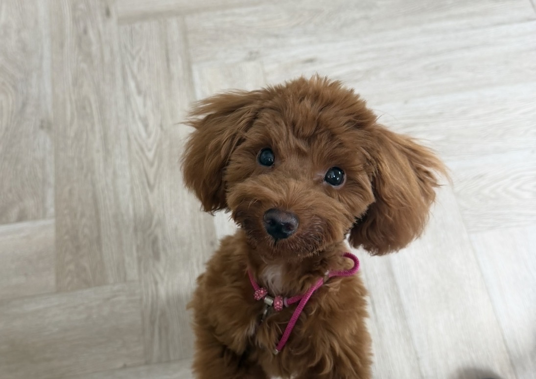 Астраханцам объяснили, почему важно прививать домашних животных